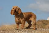 BASSET FAUVE DE BRETAGNE 046